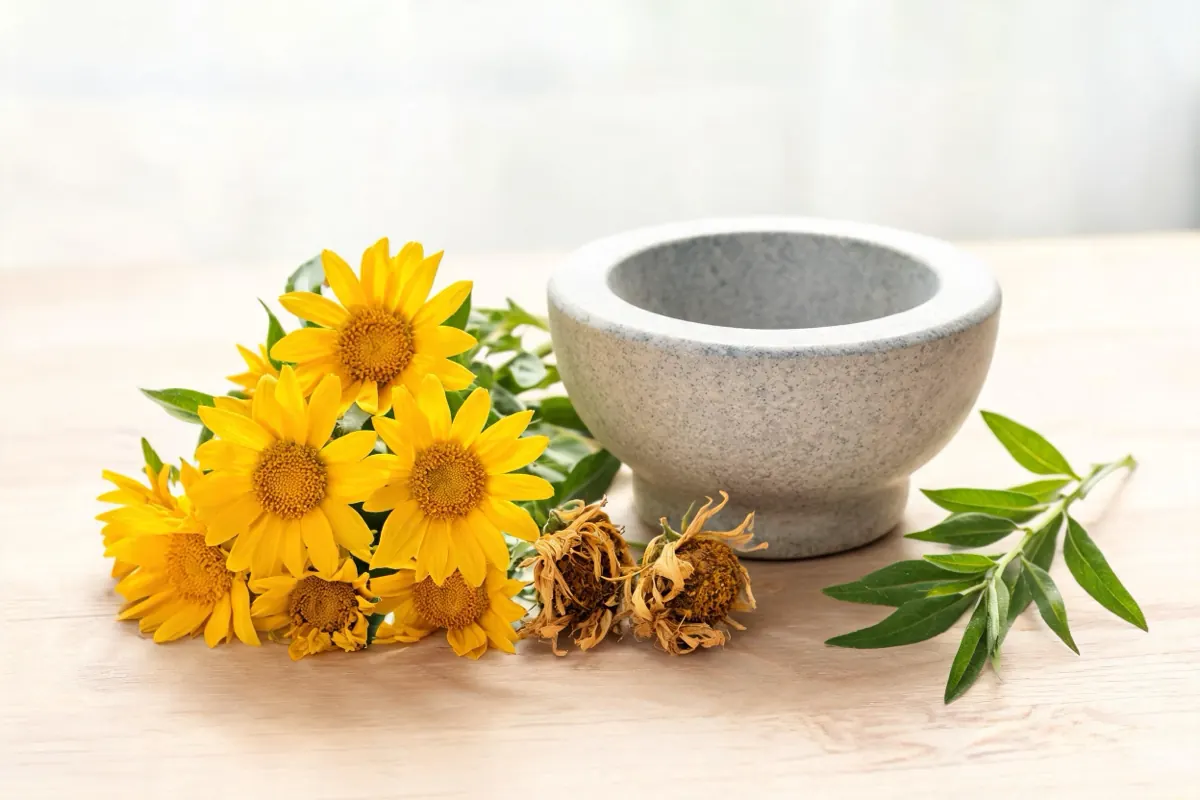 Fresh yellow arnica montana flowers and dried blossoms beside a stone mortar on a wooden table